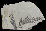 Metasequoia (Dawn Redwood) Fossil - Montana #62286-1